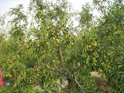 黃驊古冬棗貢園--黃冬棗節(jié)采風(fēng)(3) - 新華博客 - News Blog