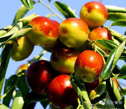 國(guó)慶節(jié)來黃驊這十幾種美食千萬別錯(cuò)過