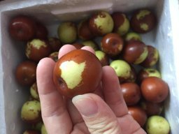 亞馬遜:商品評論: 秋里紅 黃驊鮮冬棗5斤 保鮮盒裝 黃驊孔店冬棗示范基地 現(xiàn)摘現(xiàn)發(fā)(當(dāng)天下單,通常第二天采摘、發(fā)貨)