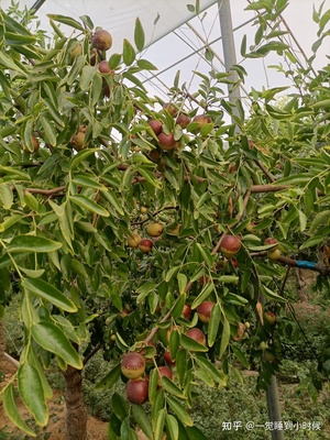 哪里的冬棗最好?山東沾化、河北黃驊、陜西大荔,還是山西、新疆江西或其他地方?