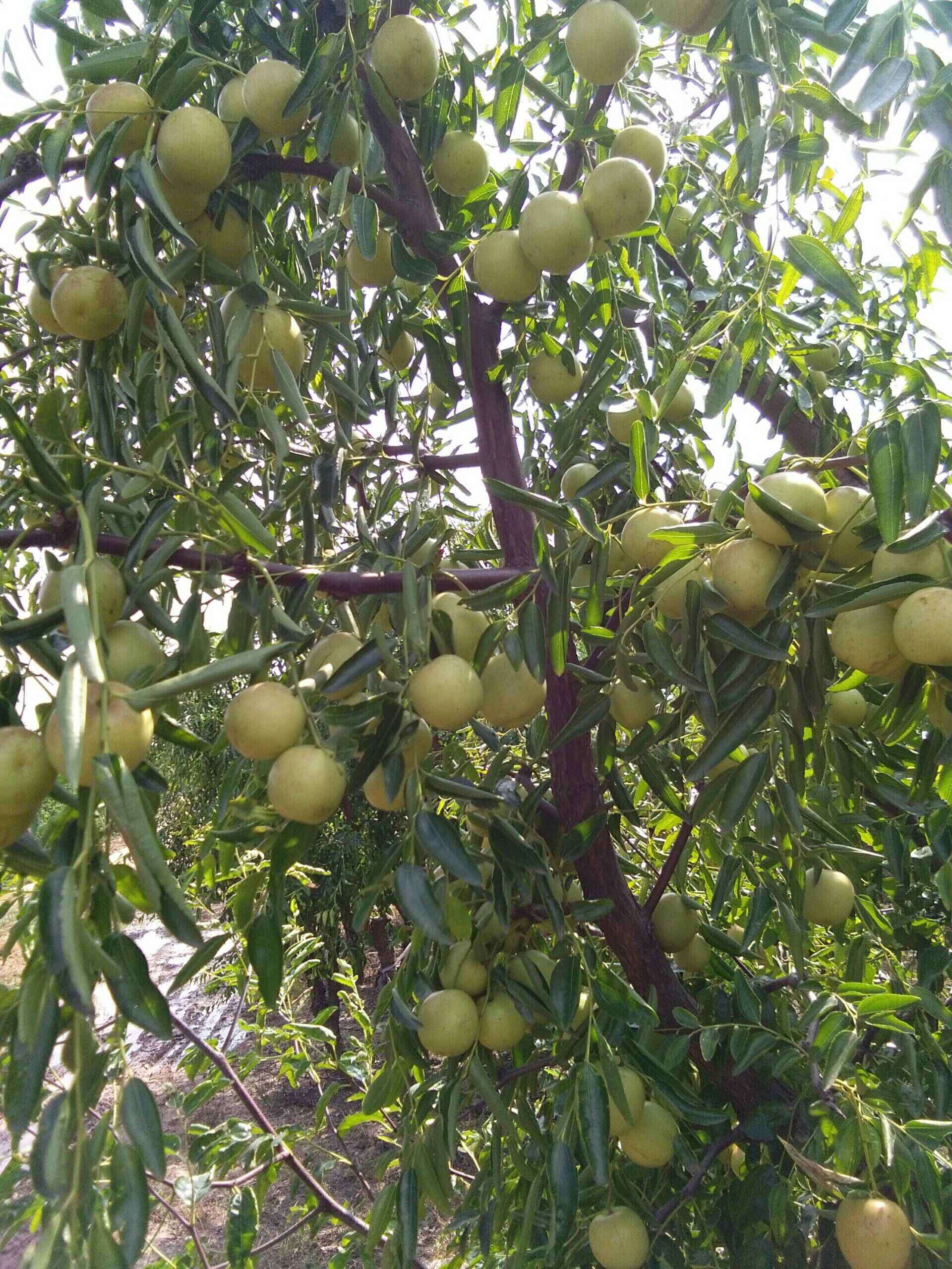 【圖】【天津致高無(wú)尚車(chē)友會(huì)】十月線(xiàn)下聚會(huì)之黃驊冬棗采摘記.