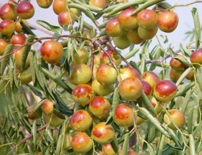 哪里的冬棗最好?山東沾化、河北黃驊、陜西大荔,還是山西、新疆江西或其他地方?